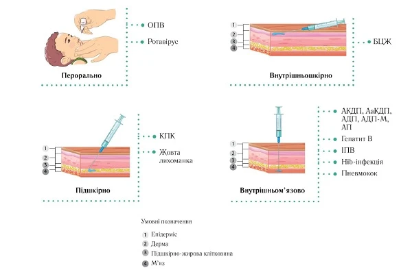 Як правильно вводити вакцини Способи введення вакцин