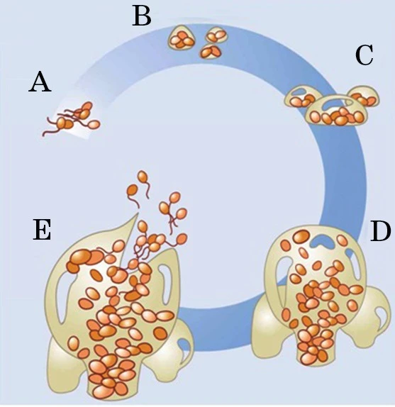 Внутрішньолікарняні інфекції: катетер-асоційовані зараження кровотоку Внутрішньолікарняні інфекції: катетер-асоційовані зараження кровотоку